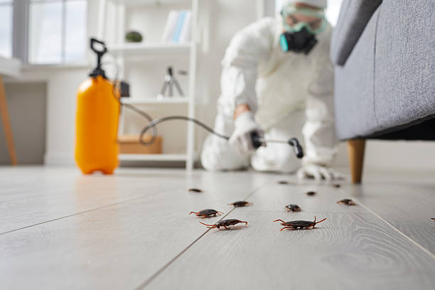 Post-Treatment Bed Bug Interceptor Monitoring in Chilhowie